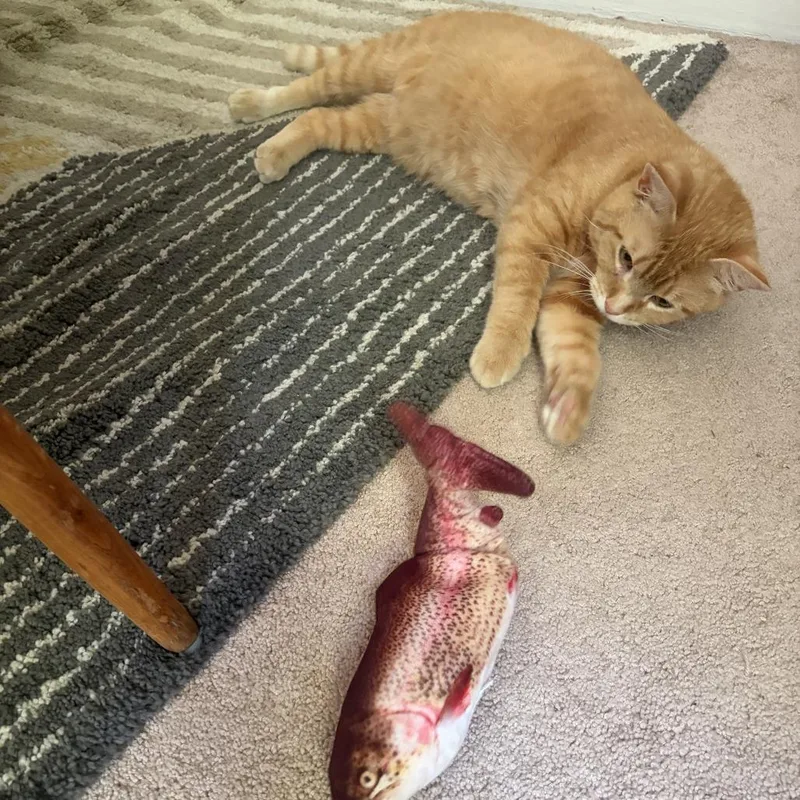 An adult medium-sized male Orange / Red Domestic Short Hair cat named Swedish Chef for adoption in Evanston, IL
