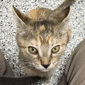 A baby large-sized female Tabby (Brown / Chocolate) Domestic Short Hair cat named Brownie for adoption in Bryan, OH