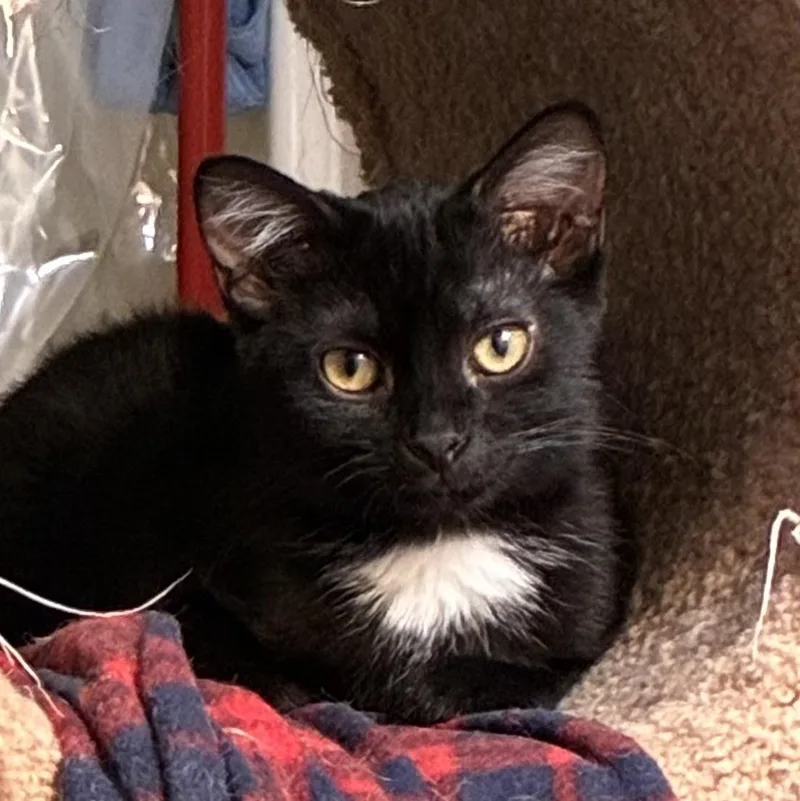 A baby medium-sized female Domestic Short Hair cat named Charlotte for adoption in Easley, SC