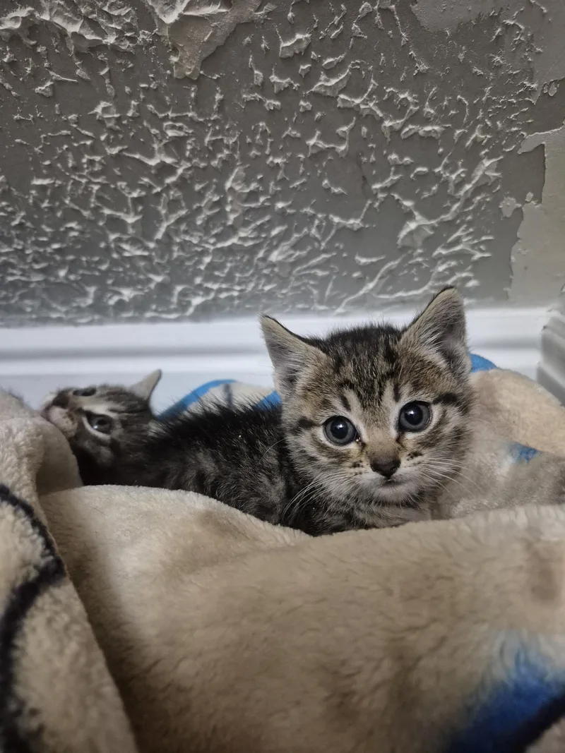 A baby medium-sized female Tabby (Brown / Chocolate) Domestic Short Hair cat named Lorelai for adoption in Fruit Heights, UT
