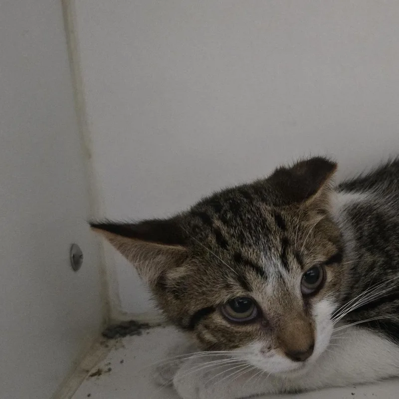 A baby small-sized male Brown / Chocolate Domestic Short Hair cat named Sincere for adoption in Dearborn, MI
