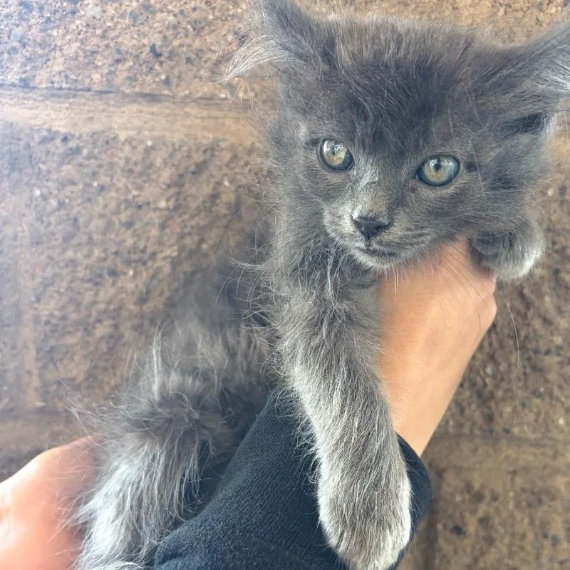 A baby small-sized male Gray / Blue / Silver Oriental Long Hair cat named Dusty for adoption in Fresno, CA