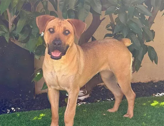 A young large-sized female Mastiff dog named Flipper for adoption in Fairfield, CA