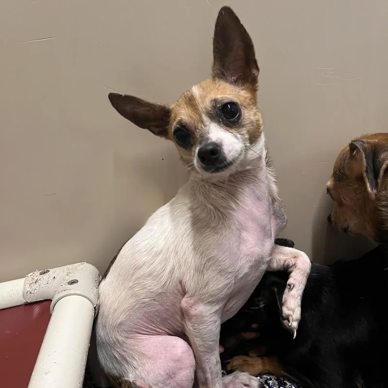 An adult small-sized male White / Cream Mixed Breed dog named Marshmallow for adoption in Fairport, NY