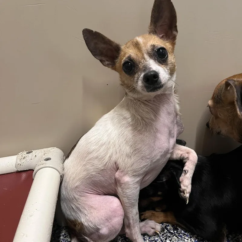 Marshmallow thumbnail 2