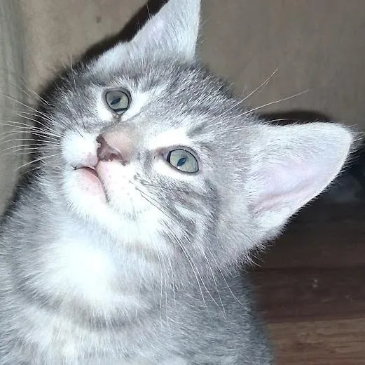 A baby small-sized female Gray / Blue / Silver Domestic Short Hair cat named Saffron for adoption in Grand Rapids, MN