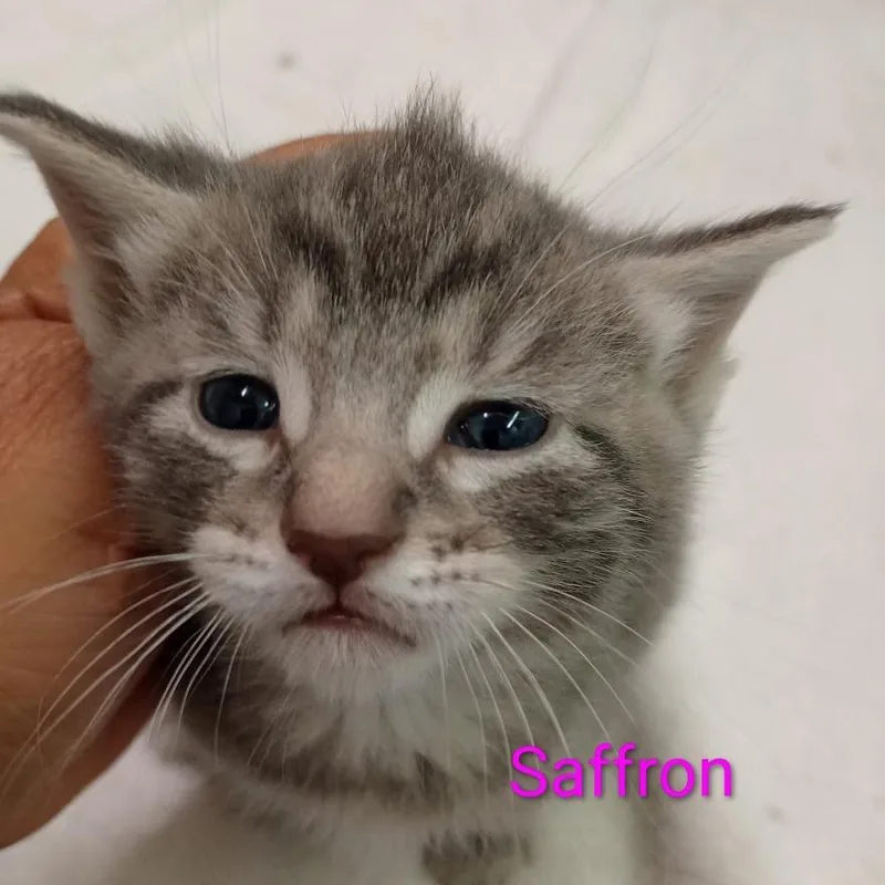 Saffron thumbnail 2
