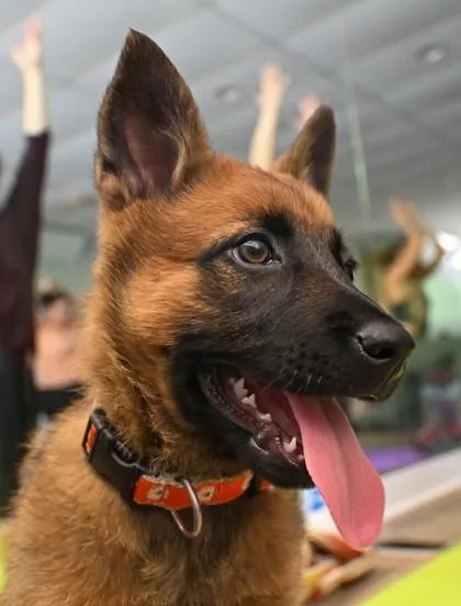 Maya
