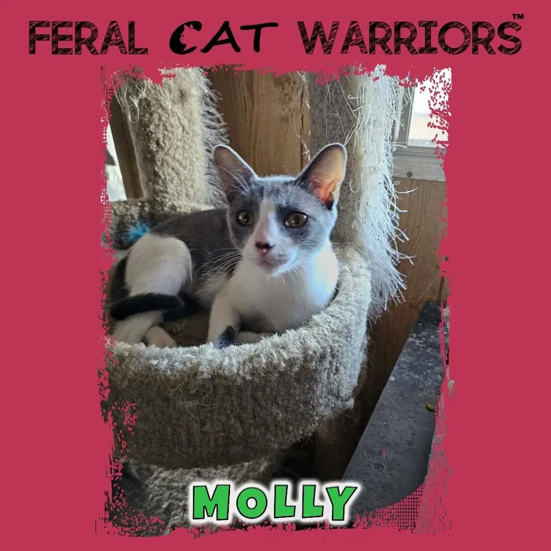 A young small-sized female Gray / Blue / Silver Domestic Short Hair cat named Molly for adoption in Kingman, AZ