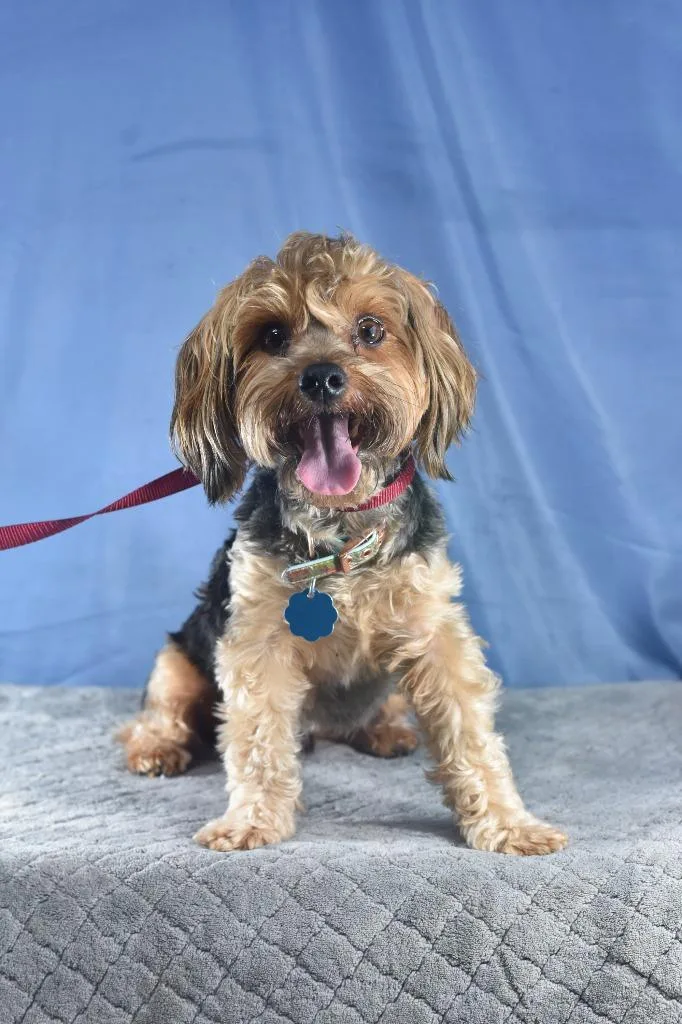 A senior small-sized male Yorkshire Terrier dog named Dusty for adoption in Fort Worth, TX
