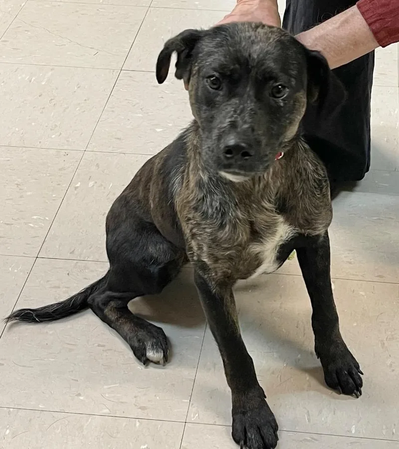 A baby medium-sized female Hound dog named Impala for adoption in Burnsville, NC