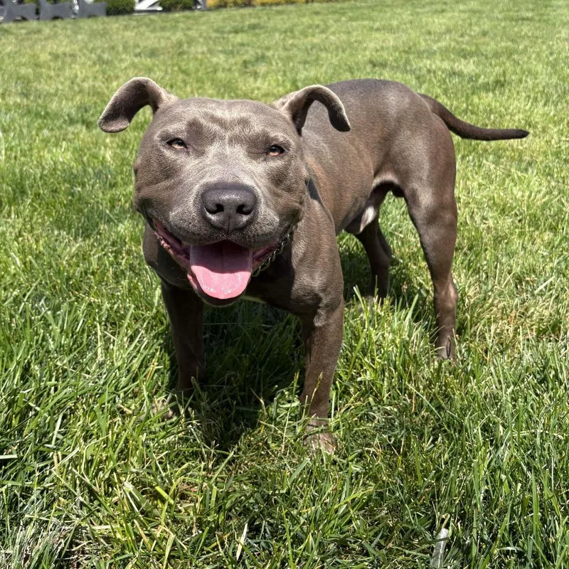 An adult medium-sized male Gray / Blue / Silver Pit Bull Terrier dog named Dwayne for adoption in Dayton, OH