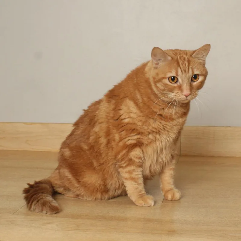 A senior extra large-sized female Orange / Red Domestic Short Hair cat named Gwenna C for adoption in Minnetonka, MN