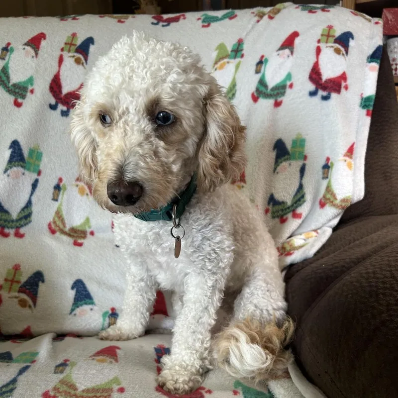 A young small-sized male White / Cream Miniature Poodle dog named Hunter D for adoption in Princeton, MN