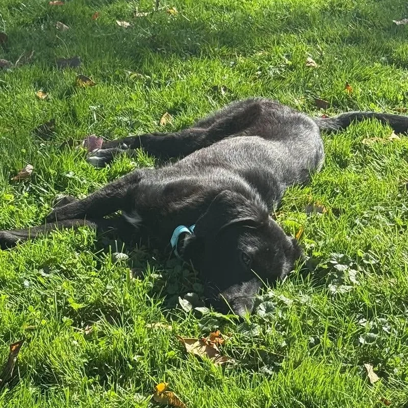 A baby medium-sized male Black Border Collie dog named Cash for adoption in Brockport, NY