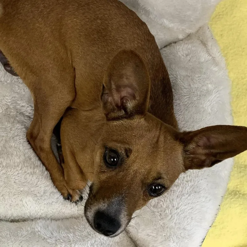 An adult small-sized male Brown / Chocolate Chihuahua dog named Chess for adoption in Cleveland, MS