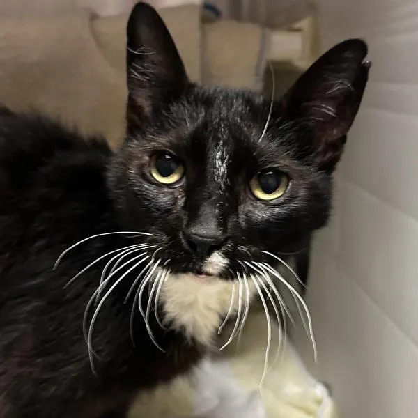 A senior medium-sized female Domestic Short Hair cat named Mochi for adoption in Oakland, CA