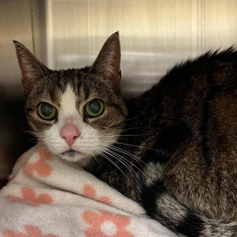 A senior medium-sized female Brown / Chocolate Domestic Short Hair cat named Cadpurry for adoption in York, PA