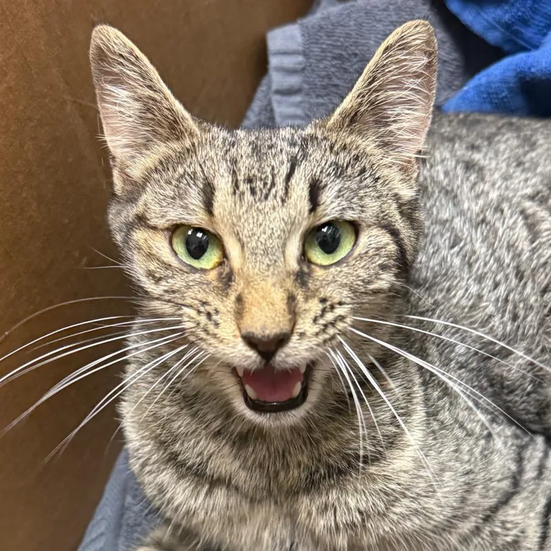 A baby small-sized female Gray / Blue / Silver Domestic Short Hair cat named Darla for adoption in Jacksonville, AR