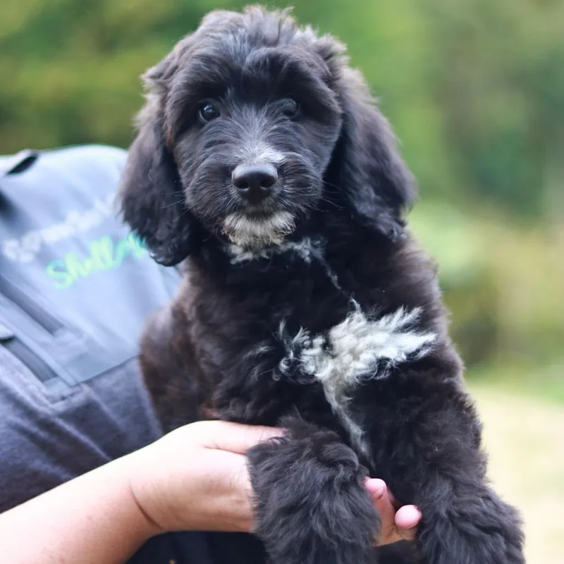 A baby medium-sized male Aussiedoodle dog named CT Rocky avail Sep for adoption in Stormville, NY