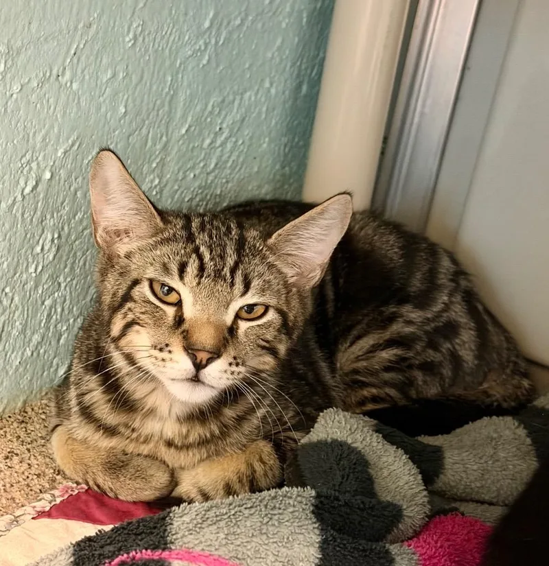 A baby small-sized female Domestic Short Hair cat named Rilee for adoption in Cape Coral, FL