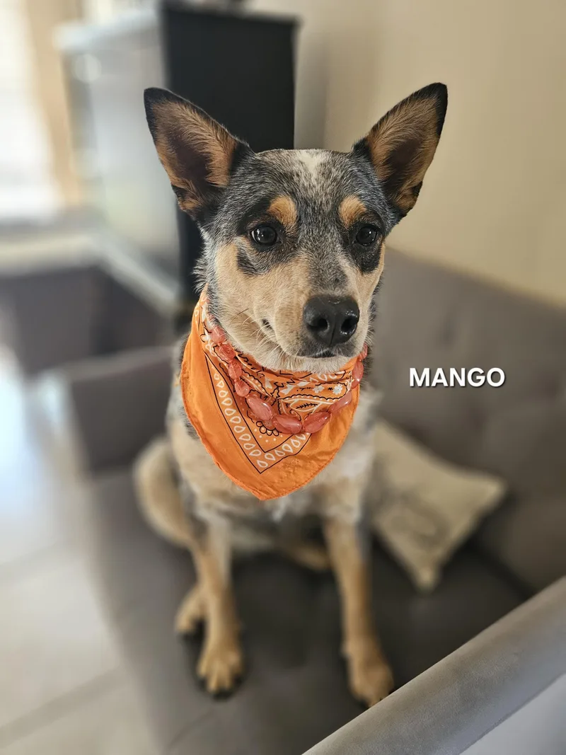 Mango