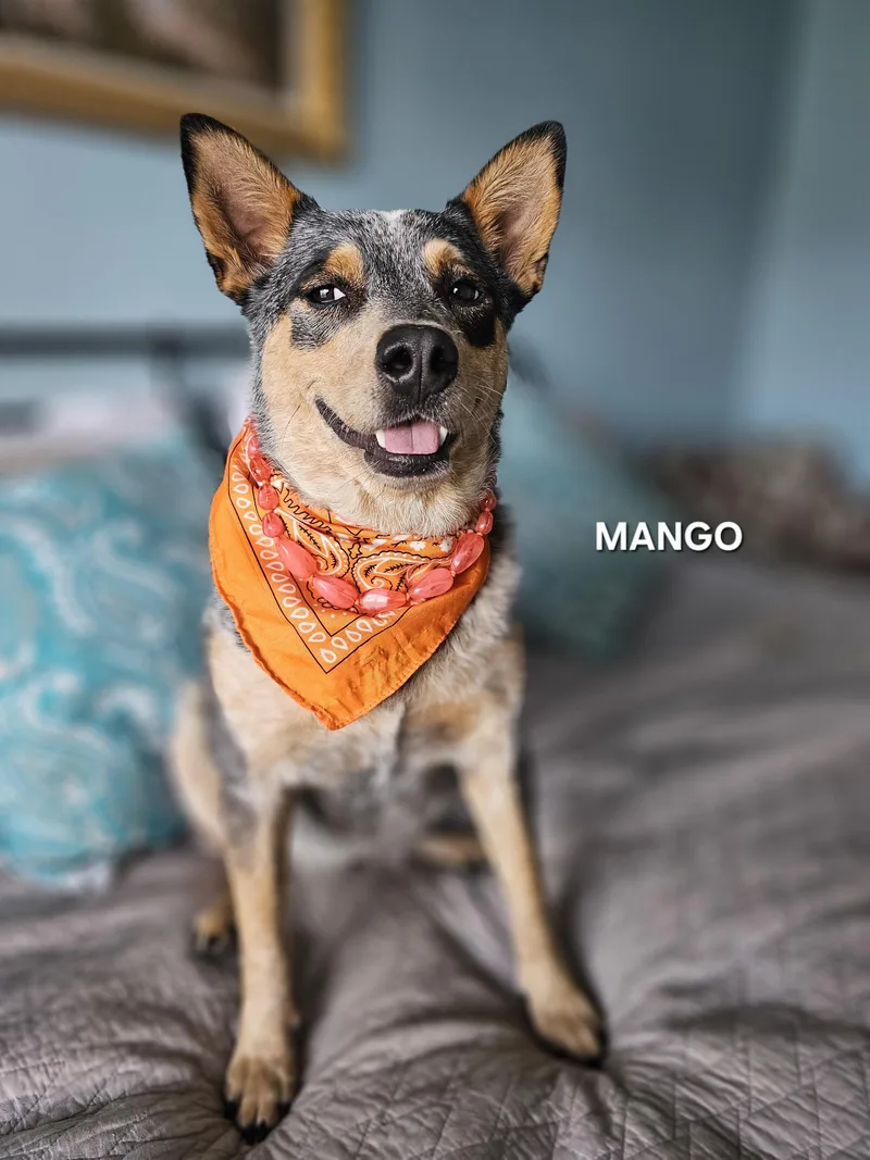 Mango thumbnail 2
