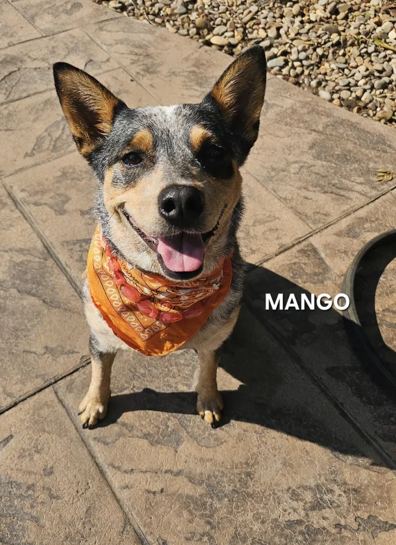 Mango thumbnail 6