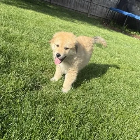 A baby medium-sized male Golden Retriever dog named Rascal for adoption in Plainfield, IL