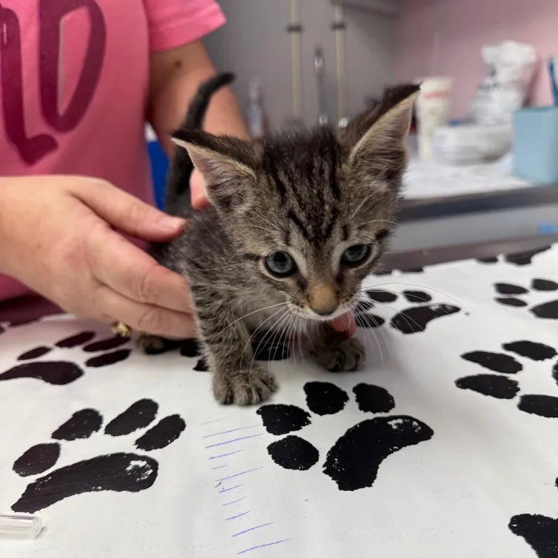 A baby small-sized male Gray / Blue / Silver Domestic Short Hair cat named Carter for adoption in Port Richey, FL