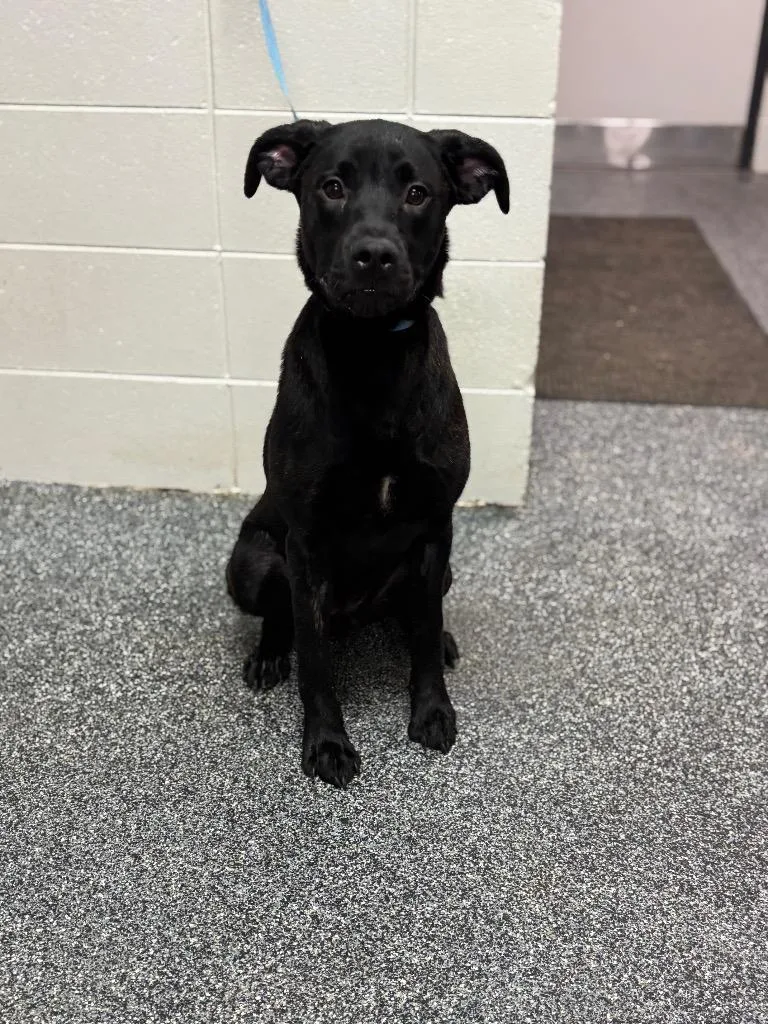 A young medium-sized female Mixed Breed dog named D Sukii for adoption in Tifton, GA