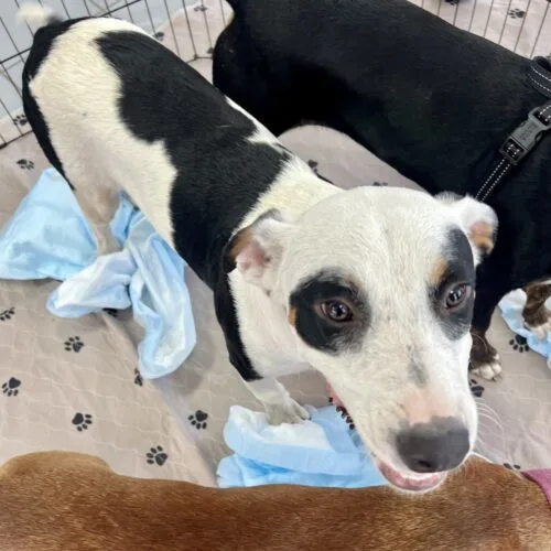A young small-sized male Black Mixed Breed dog named Pongo for adoption in Sullivan City, TX