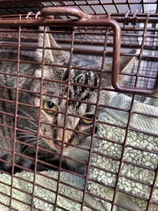 A young large-sized female Domestic Short Hair cat named Emilie for adoption in Seattle, WA