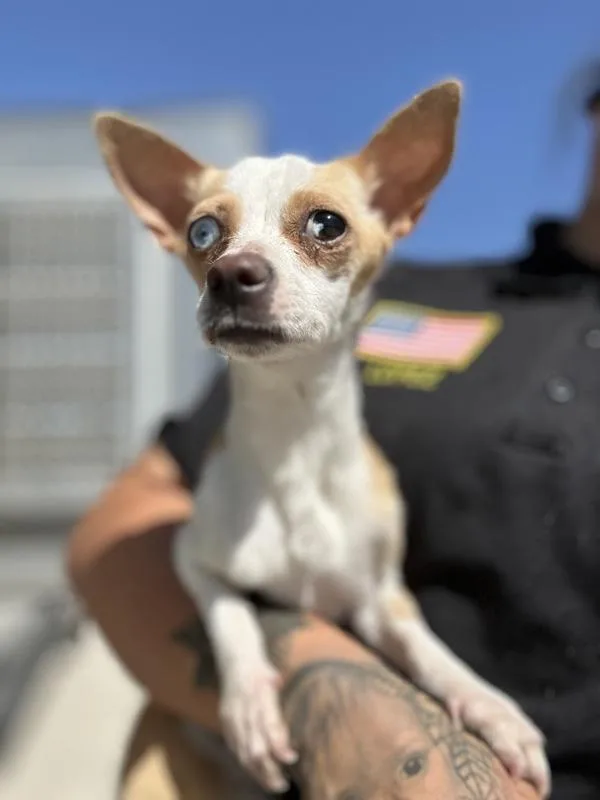 A young small-sized female Chihuahua dog named Sade for adoption in Victorville, CA