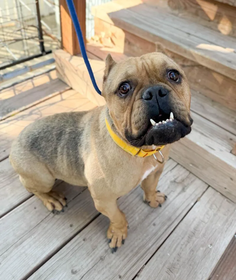 An adult medium-sized male French Bulldog dog named Sulley for adoption in Windsor, CO