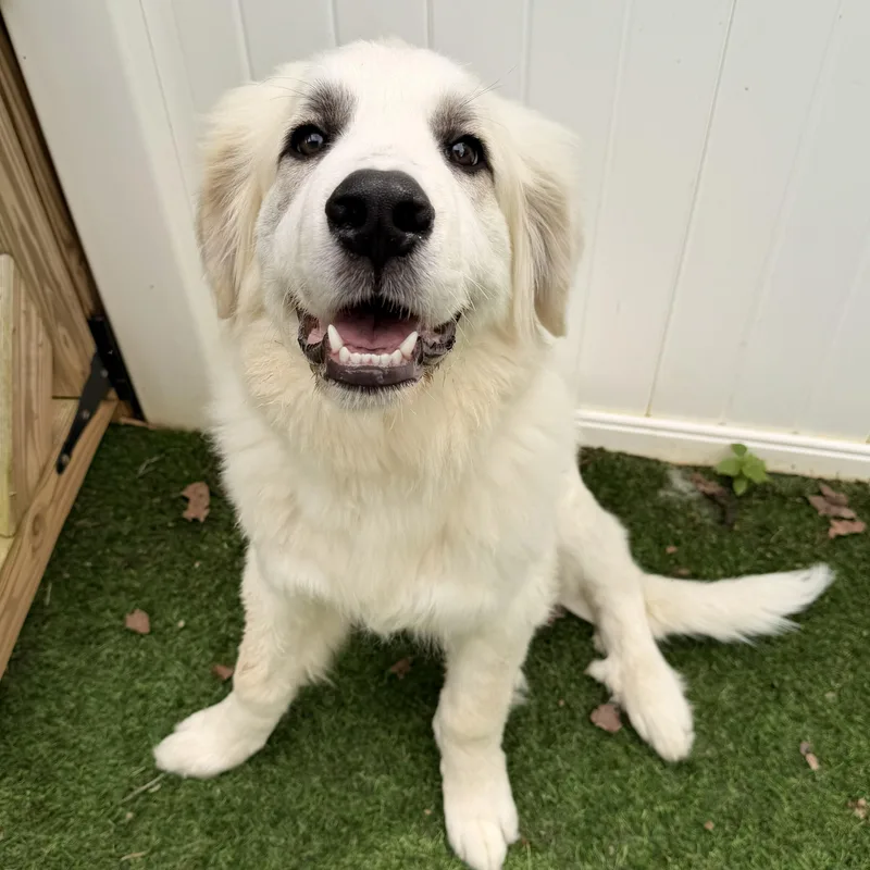 A young medium-sized male Great Pyrenees dog named Larry B. for adoption in Atlanta, GA