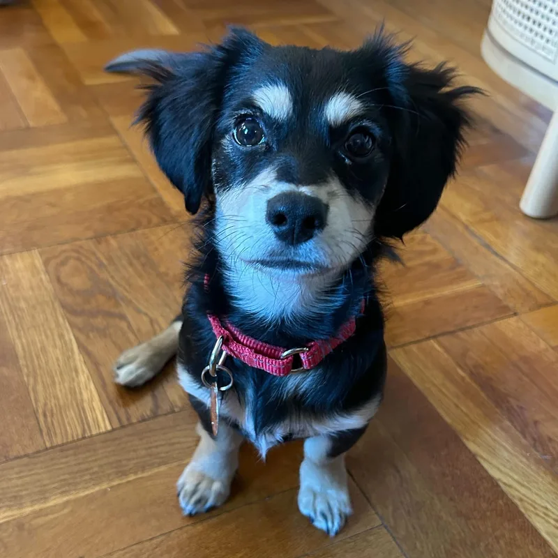 A baby small-sized female Bicolor Dachshund (Long Haired) dog named Maggie for adoption in Brooklyn, NY