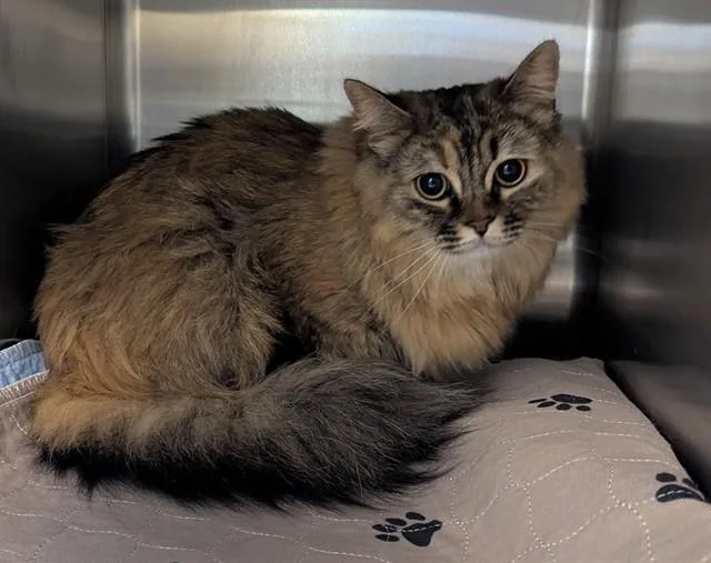 An adult medium-sized female Maine Coon cat named Ivy A for adoption in Plano, TX