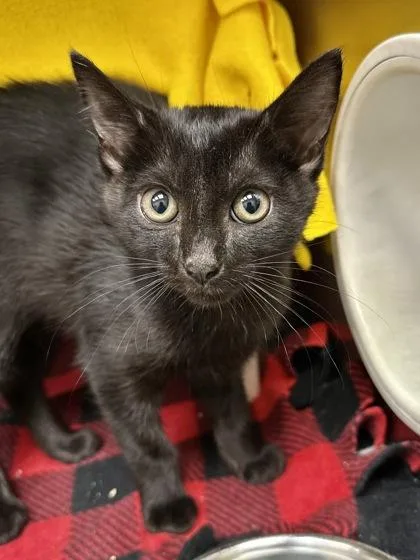 A baby medium-sized female Black Domestic Short Hair cat named Licorice for adoption in Wichita, KS