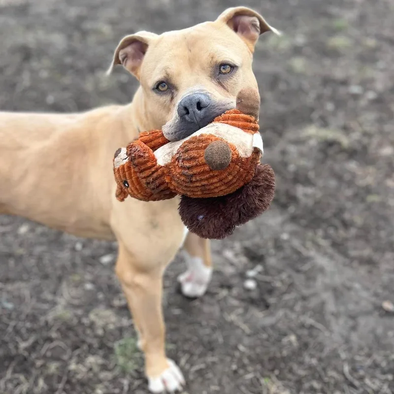 Tater Keg thumbnail 5