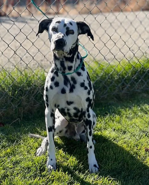 An adult medium-sized male White / Cream Dalmatian dog named Thrax for adoption in Elko, NV