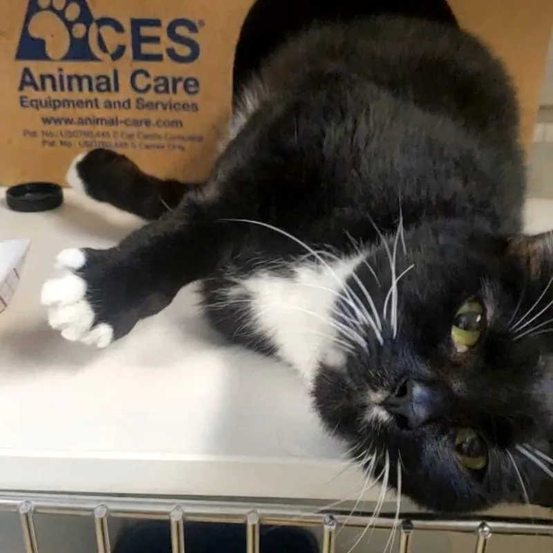 A senior medium-sized male Black Domestic Short Hair cat named Robert for adoption in Novelty, OH