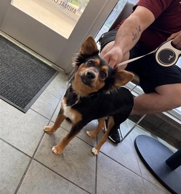 A young small-sized female Chihuahua dog named Fancy for adoption in San Antonio, TX