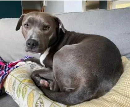 A senior large-sized male Merle (Blue) Pit Bull Terrier dog named Moby for adoption in Kansas City, MO