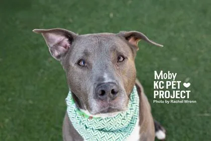 Moby thumbnail 3