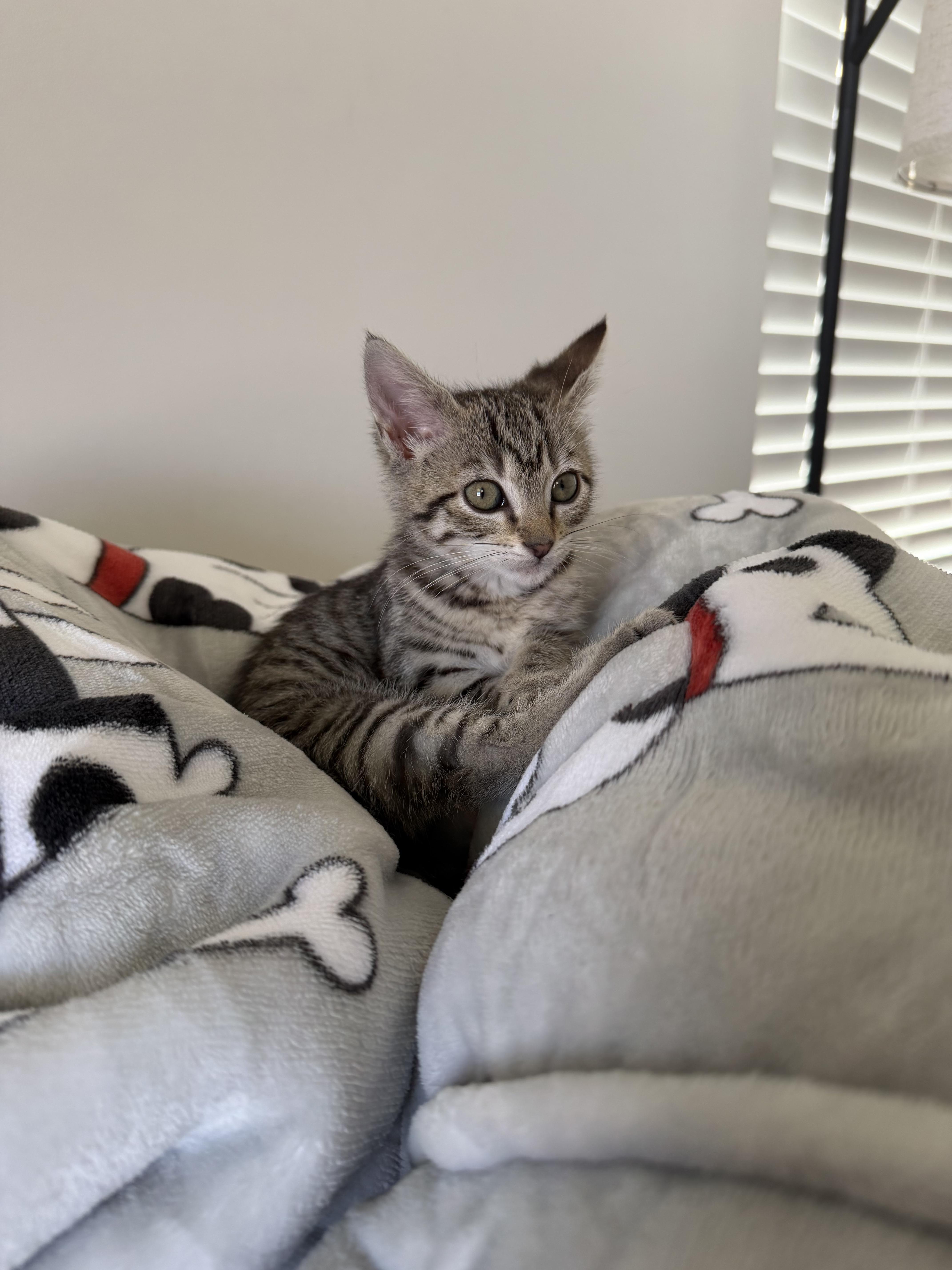 A baby medium-sized female Tabby (Buff / Tan / Fawn) Domestic Short Hair cat named Libby for adoption in Woodlawn, TN