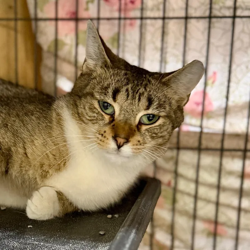 A young medium-sized female Domestic Short Hair cat named Poppy for adoption in Battle Creek, MI