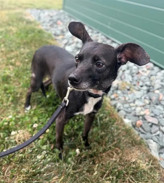Pixie