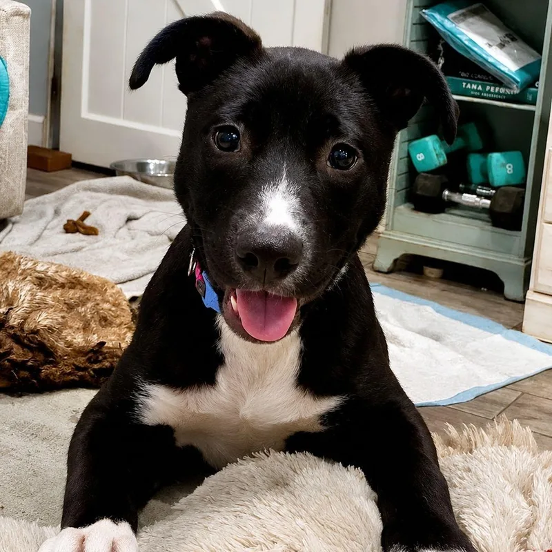 Nova