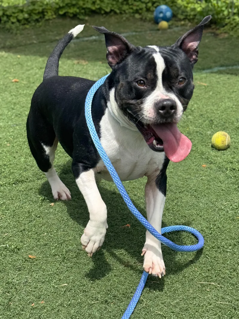 A young medium-sized male Black Pit Bull Terrier dog named Zeus for adoption in Anderson, IN